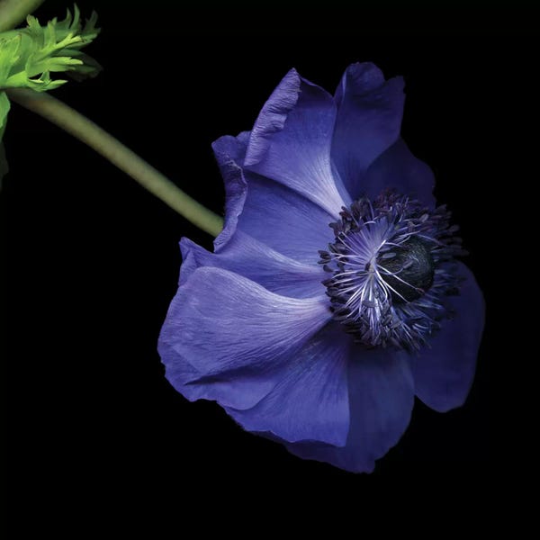 Anemones: Moody Blue by Magda Indigo