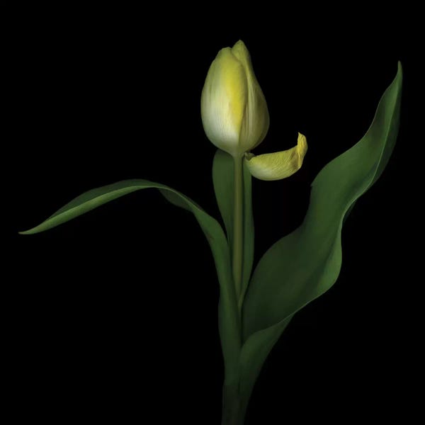 Tulips: Nonchalance by Magda Indigo
