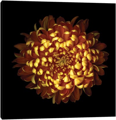 Of Gold In Autumn Canvas Art Print - Chrysanthemum Art
