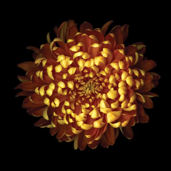 Chrysanthemums: Of Gold In Autumn by Magda Indigo