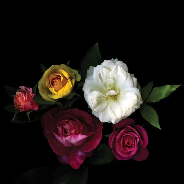 Still Life Photography: A Rose Festival by Magda Indigo