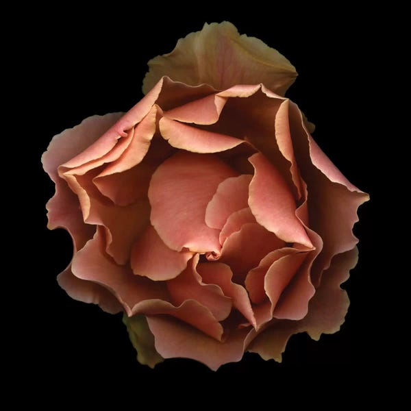 Floral Close-Ups: Paradise Lost by Magda Indigo