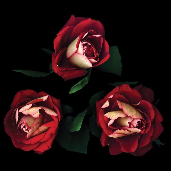 Still Life Photography: Passionate Trio by Magda Indigo