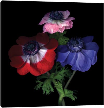 Purple Pollen-Dusted Anemones Canvas Art Print - Other