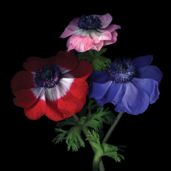 Anemones: Purple Pollen-Dusted Anemones by Magda Indigo