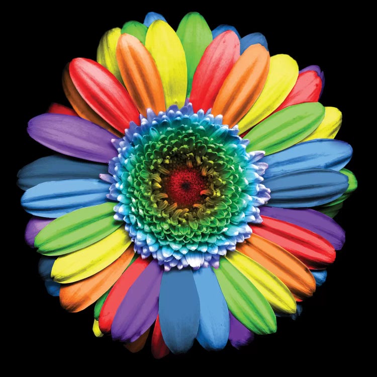 Rainbowflower