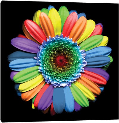 Rainbowflower Canvas Art Print - Fun Florals