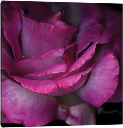 Read Between The Petals Canvas Art Print - Rose Art