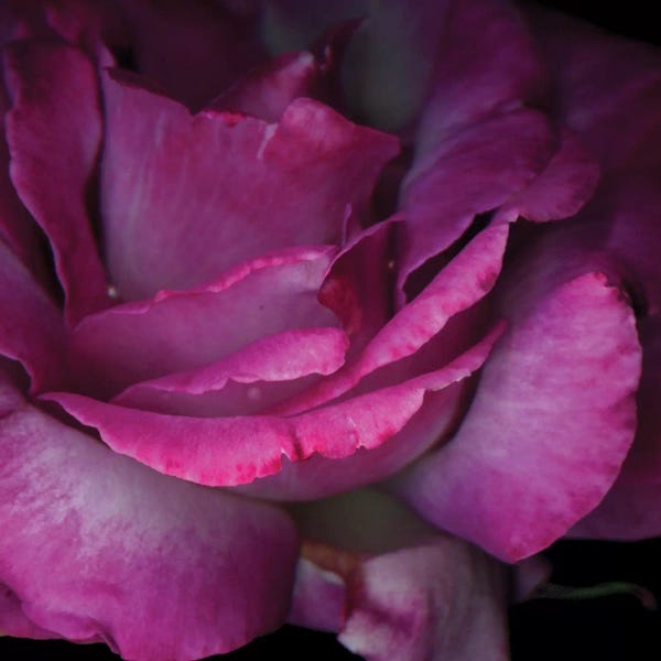 Black & Pink: Read Between The Petals by Magda Indigo