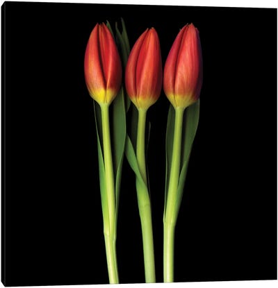 Red Tulip Trinity Canvas Art Print - Black & Dark Art