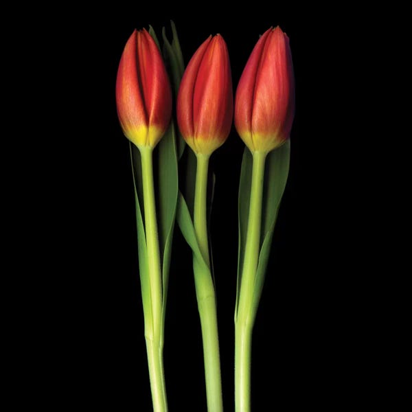 Floral Close-Ups: Red Tulip Trinity by Magda Indigo
