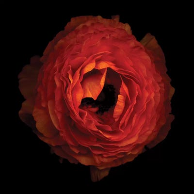 Ruffled Petals by Magda Indigo canvas print