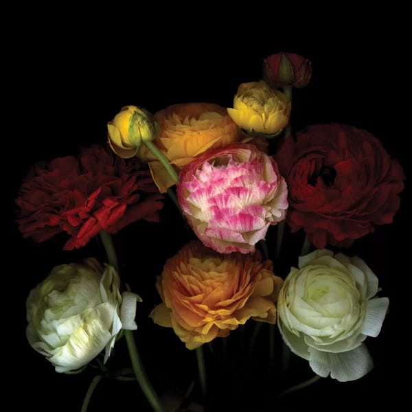 Large Photography - Canvas Prints: Say It With Flowers II by Magda Indigo