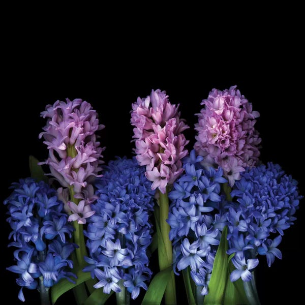 Hyacinths: Sinfonietta by Magda Indigo