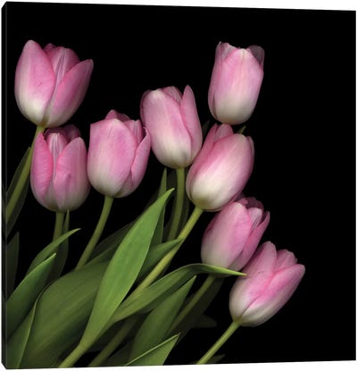 Soft Pastel Pink Canvas Art Print - Tulip Art