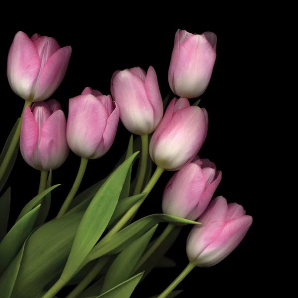 Macro Photography: Soft Pastel Pink by Magda Indigo