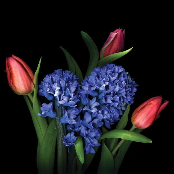 Hyacinths: A Spring Flower Sonata by Magda Indigo