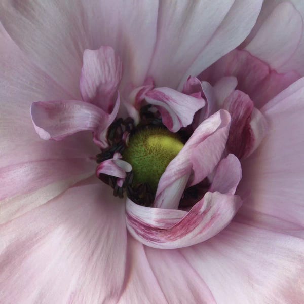 Macro Photography: Step Into My Boudoir by Magda Indigo