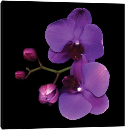 The Color Purple Canvas Art Print - Orchid Art