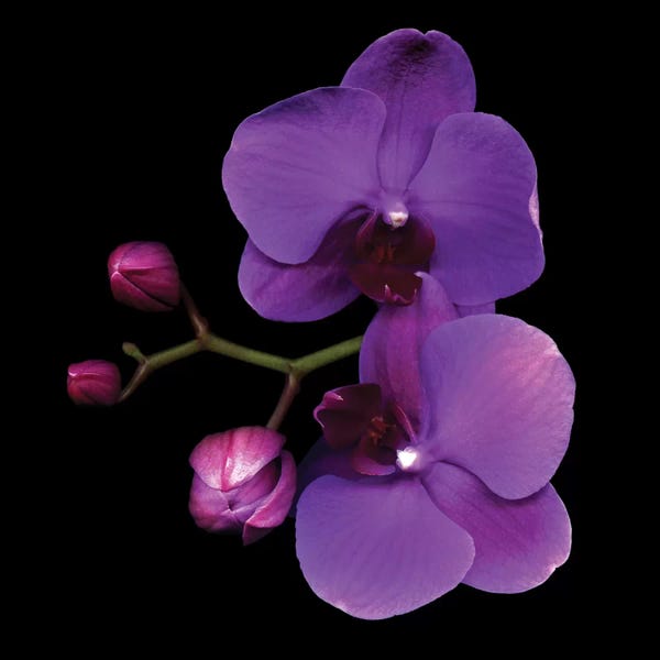 Purple: The Color Purple by Magda Indigo