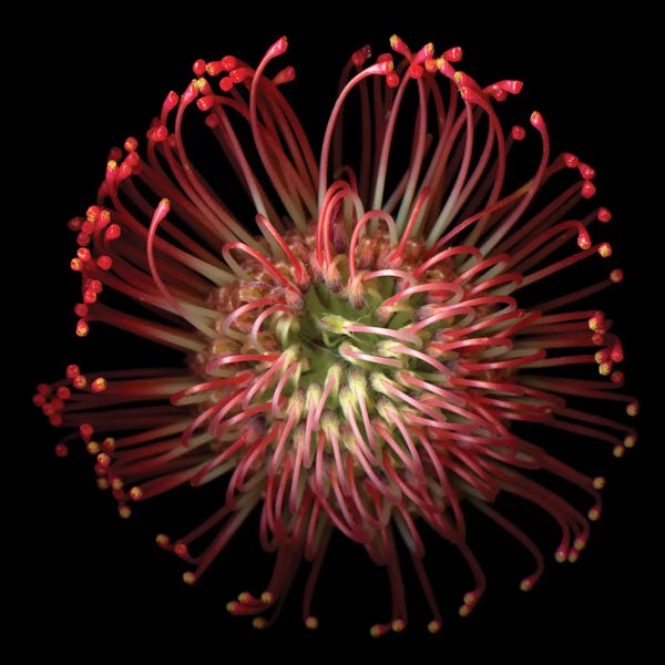 Macro Photography: The Explosion by Magda Indigo