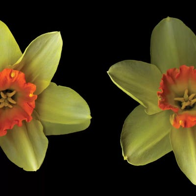 The Face Off by Magda Indigo art print