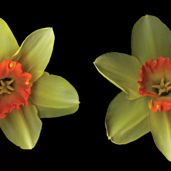 Daffodils: The Face Off by Magda Indigo