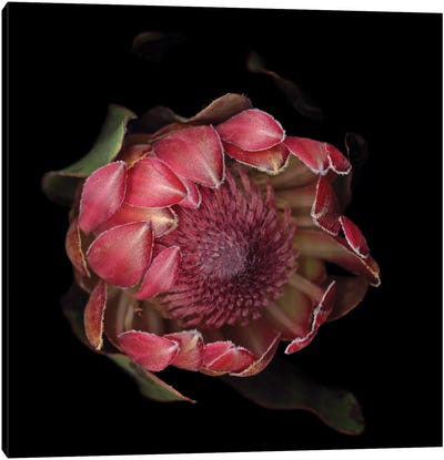 The Glory Of The Protea Canvas Art Print - Black & Pink Art