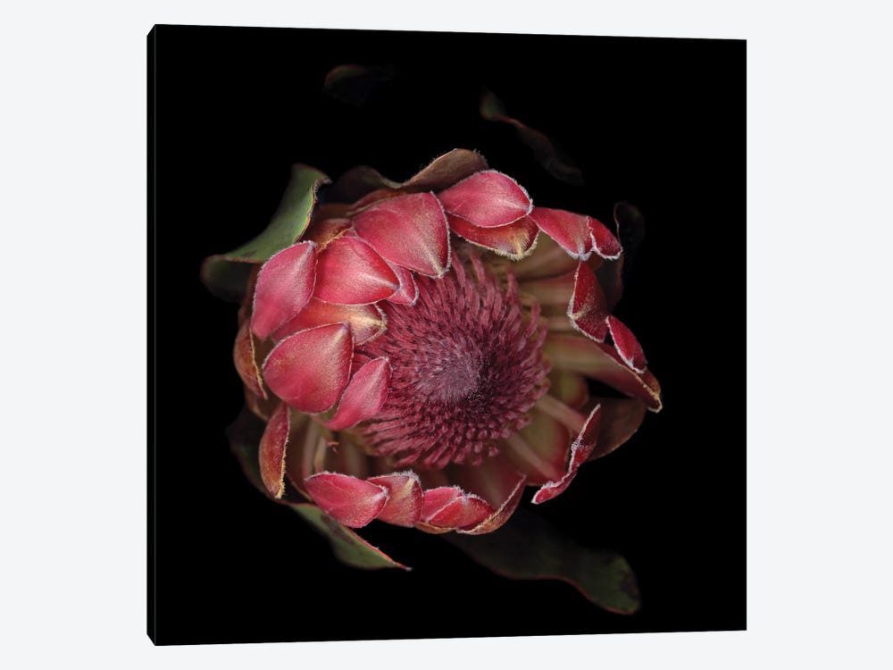 The Glory Of The Protea by Magda Indigo 1-piece Art Print