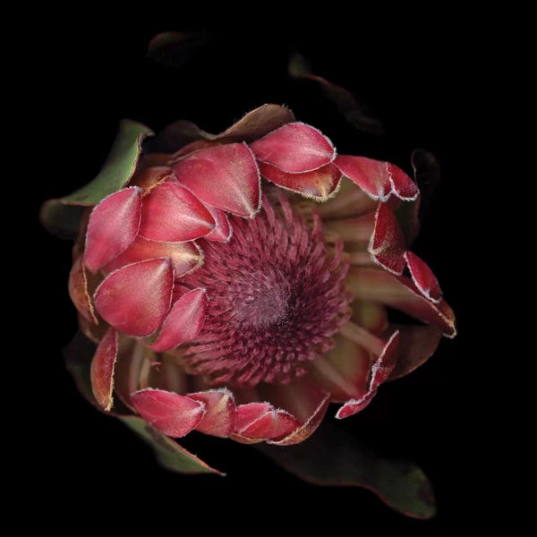Black & Pink: The Glory Of The Protea by Magda Indigo