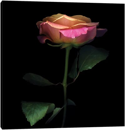 The Glowing Rose Canvas Art Print - Minimalist Photography