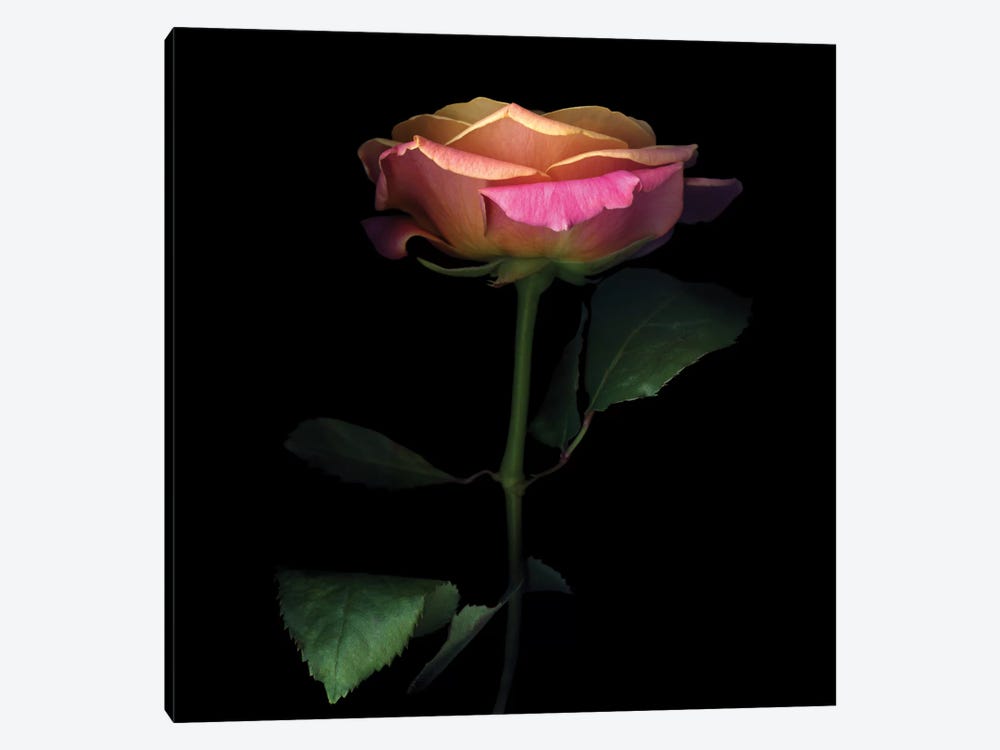 The Glowing Rose by Magda Indigo 1-piece Canvas Wall Art