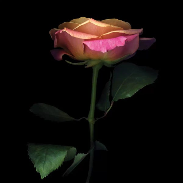 Roses: The Glowing Rose by Magda Indigo
