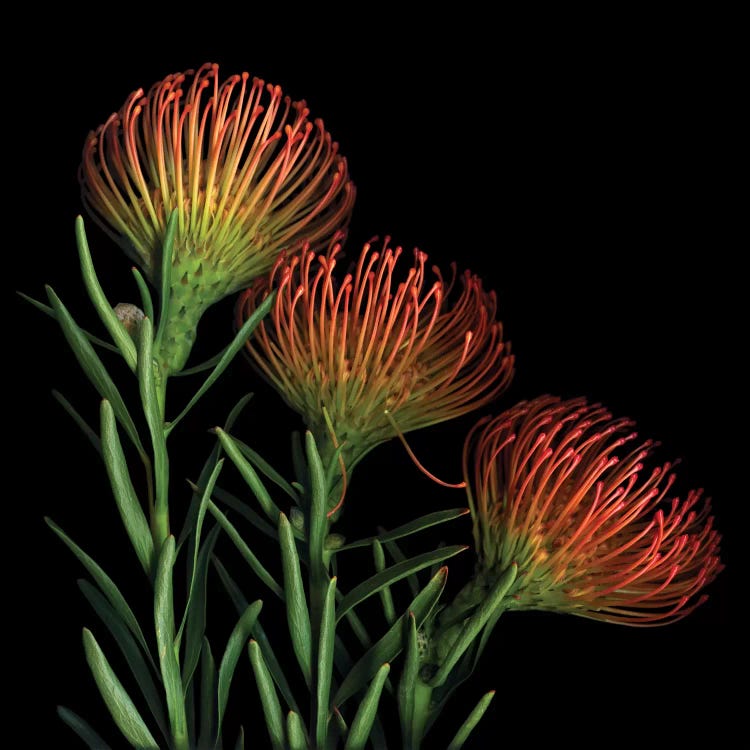 A Sugar Rush Of Leucospermum