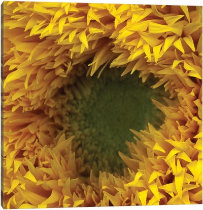 The Heart Of Summer Canvas Art Print - Sunflower Art
