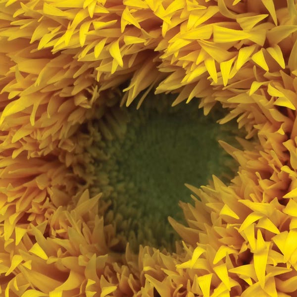 Abstracts In Nature: The Heart Of Summer by Magda Indigo