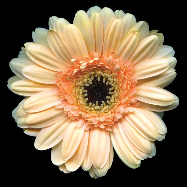 Floral Close-Ups: The High Noon Gerbera by Magda Indigo