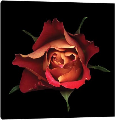 The Kiss Of A Rose Canvas Art Print - Nature Close-Up Art