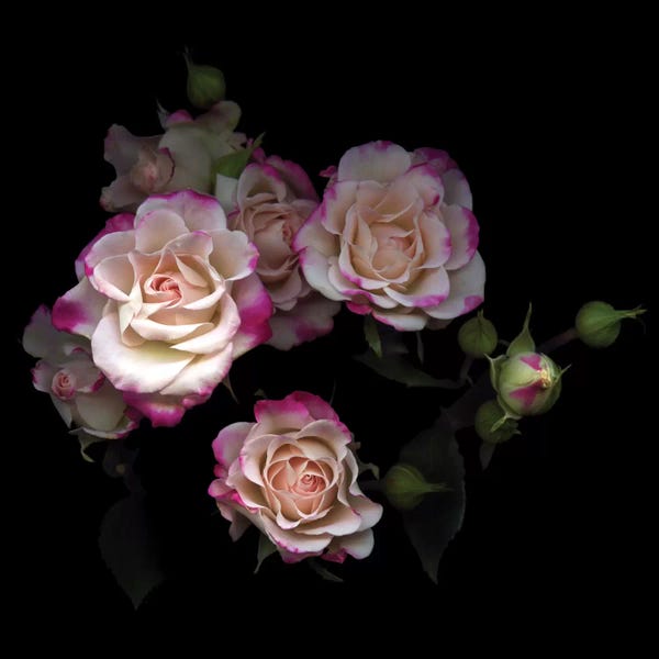 Black & Pink: The Little Beauties by Magda Indigo