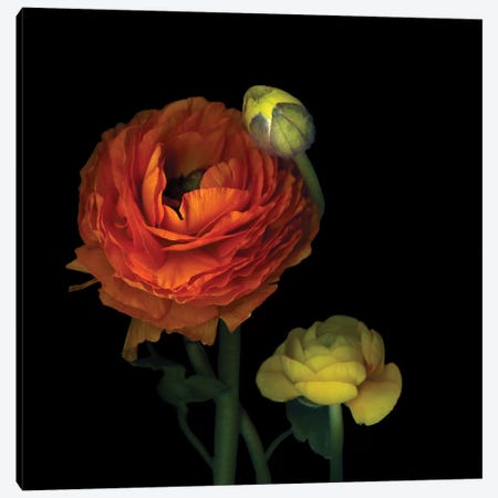 The Sunny Ranunculus Canvas Print #MAG85} by Magda Indigo Canvas Art Print