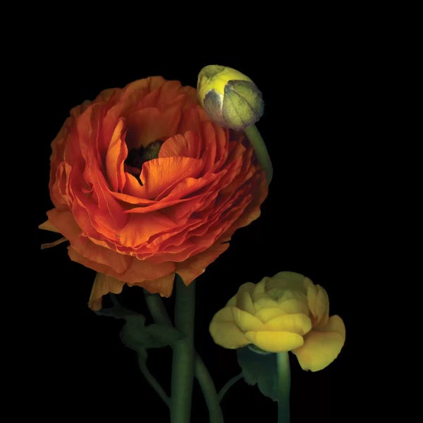 Ranunculi: The Sunny Ranunculus by Magda Indigo