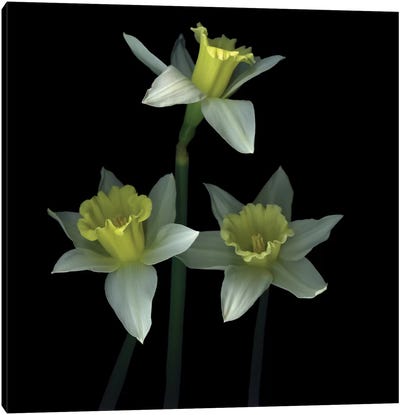 Trio des Las Trompetas Canvas Art Print - Daffodil Art