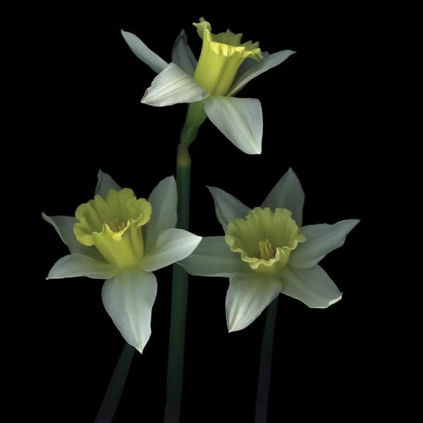Daffodils: Trio des Las Trompetas by Magda Indigo