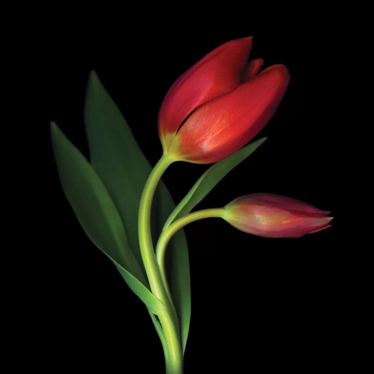 Aaahhh, That First Caress by Magda Indigo wall art