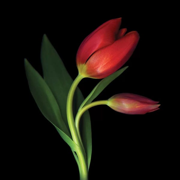Tulips: Aaahhh, That First Caress by Magda Indigo