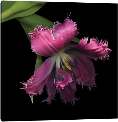 Tulip…Revealed Canvas Art Print - Tulip Art