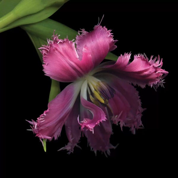 Tulips: Tulip…Revealed by Magda Indigo