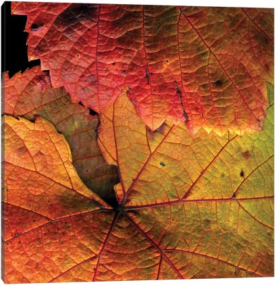 Vine Leaves Canvas Art Print - Macro Photography