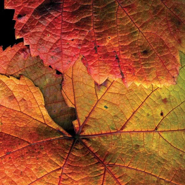 Refreshing Workspace: Vine Leaves by Magda Indigo