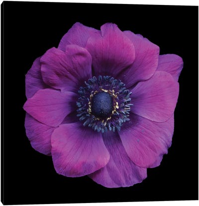 Vivace Canvas Art Print - Floral Close-Up Art